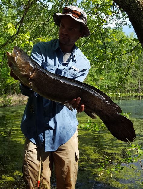 swamp fish|Bowfin .